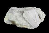 Blastoid (Pentremites) Fossil - Illinois #86461-1